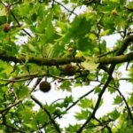news-astheneia-platanos