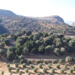 Φασταφύλη κεφάλι (1)